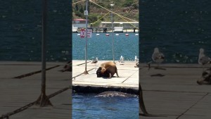 San Diego Sea Lion